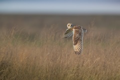 Velduil; Short-eared Owl; Asio Flammeus