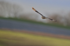 Velduil; Short-eared Owl; Asio Flammeus