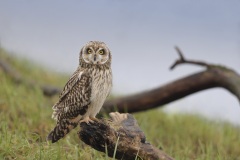 Velduil; Short-eared Owl; Asio flammeus
