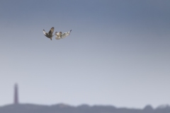 Velduil; Short-eared Owl; Asio flammeus