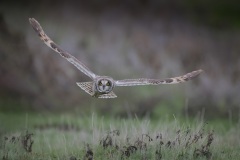 Velduil; Short-eared Owl; Asio flammeus