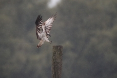 Visarend; Osprey; Pandion Haliaetus