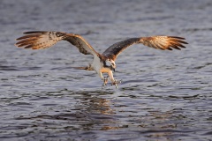 Visarend; Osprey; Pandion haliaetus