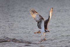 Visarend; Osprey; Pandion haliaetus