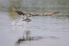 Visarend; Osprey; Pandion haliaetus