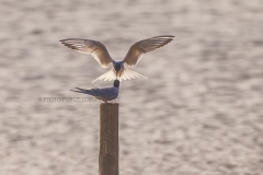 common tern male brings a small fish to his female