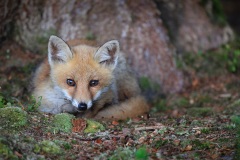 Vos; Red Fox; Vulpes Vulpes