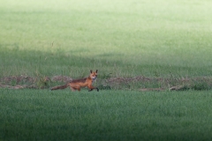 Vos; Red Fox; Vulpes vulpes