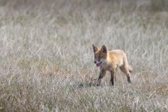 Vos; Red Fox; Vulpes vulpes