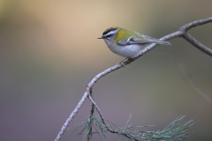 Vuurgoudhaan; Common Firecrest; Regulus ignicapilla