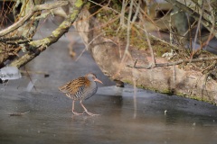 Waterral; Water Rail; Rallus Aquaticus