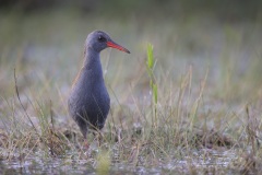 Waterral; Water Rail; Rallus aquaticus