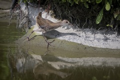 Waterral; Water Rail; Rallus aquaticus