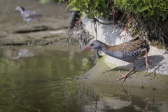 Waterral; Water Rail; Rallus aquaticus