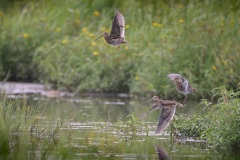 Watersnip; Common Snipe; Gallinago Gallinago