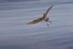 Watersnip; Common Snipe; Gallinago gallinago