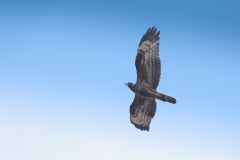 Wespendief; European Honey Buzzard; Pernis Apivorus