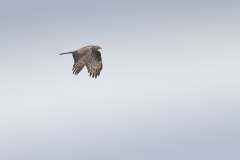 Wespendief; European Honey Buzzard; Pernis apivorus