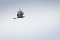 Wespendief; European Honey Buzzard; Pernis apivorus