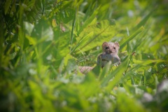 Wezel; Least Weasel; Mustela nivalis