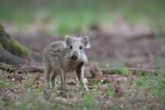 Wild Zwijn; Wild Boar; Sus Scrofa