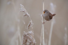 Winterkoning; Eurasian Wren; Troglodytes Troglodytes