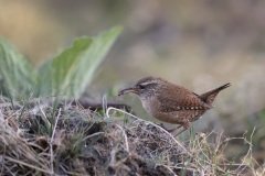 Winterkoning: Eurasian Wren; Troglodytes troglodytes