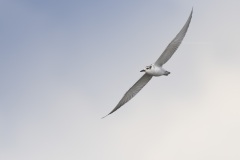 Witwangstern; Whiskered Tern; Chlidonias hybrida