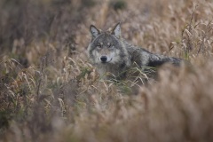 Wolf; Grey Wolf; Canis lupus