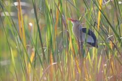 Woudaaap; Little Bittern; Ixobrychus Minutus