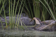 Woudaap; Little Bittern; Ixobrychus minutus