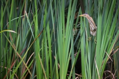Woudaap; Little Bittern; Ixobrychus minutus