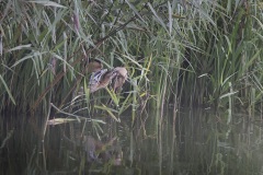 Woudaapje; Little Bittern; Ixobrychus minutus