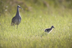 Wulp; Eurasian Curlew; Numenius arquata
