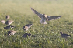 Wulp; Eurasian Curlew; Numenius arquata