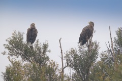 Zeearend; White-tailed Eagle; Haliaeetus Albicilla