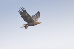 Zeearend; White-tailed Eagle; Haliaeetus albicilla