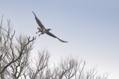 Zeearend; White-tailed Eagle; Haliaeetus albicilla