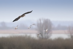 Zeearend; White-tailed Eagle; Haliaeetus albicilla