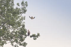Zeearend; White-tailed Eagle; Haliaeetus albicilla