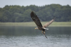 Zeearend; White-tailed Eagle; Haliaeetus albicilla