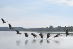 Zeearend; White-tailed Eagle; Haliaeetus albicilla