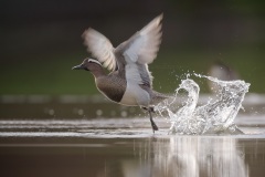 Zomertaling; Garganey; Spatula Querquedula