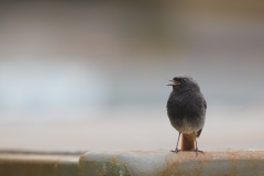 Zwarte Roodstaart; Black Redstart; Phoenicurus Ochruros