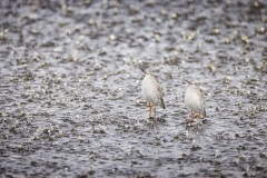 Zwarte Ruiter; Spotted Redshank; Tringa erythropus