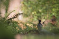 Zwarte Specht; Black Woodpecker; Dryocopus martius