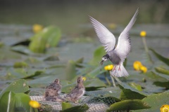 Zwarte Stern; Black Tern; Chlidonias Niger