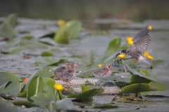 Zwarte Stern; Black Tern; Chlidonias Niger