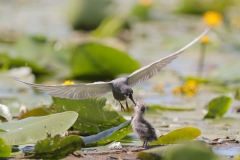 Zwarte Stern; Black Tern; Chlidonias Niger