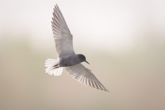 Zwarte Stern; Black Tern; Chlidonias niger